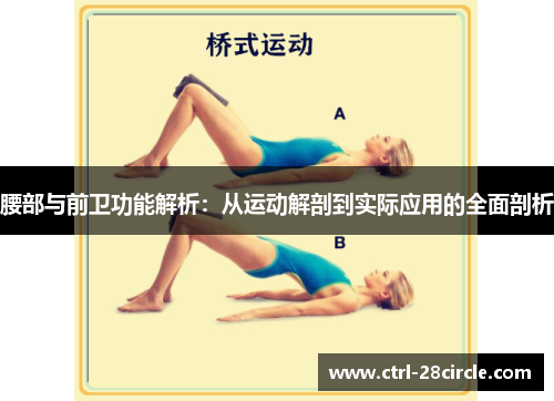 腰部与前卫功能解析：从运动解剖到实际应用的全面剖析